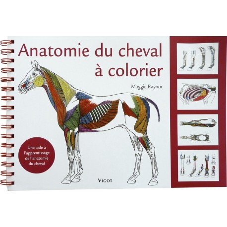 ANATOMIE DU CHEVAL A COLORIER