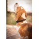 COLLIER POUR CHIEN PENELOPE BILLIE
