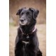 COLLIER POUR CHIEN PENELOPE BILLIE